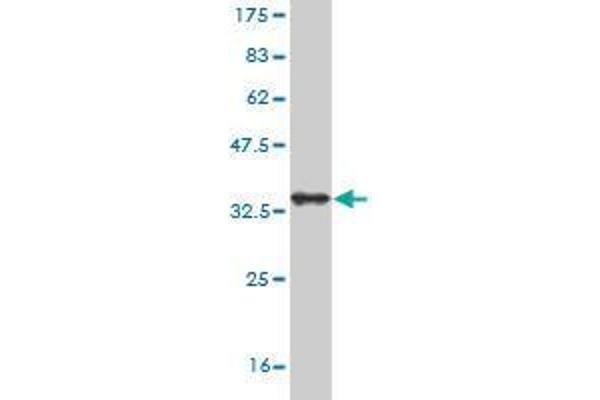 SORCS3 antibody  (AA 1147-1222)