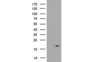 Western Blotting (WB) image for anti-LSM1 Homolog, U6 Small Nuclear RNA Associated (LSM1) (AA 1-133) antibody (ABIN1490576) (LSM1 antibody  (AA 1-133))