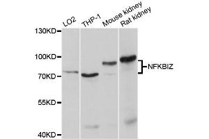 Western blot analysis of extracts of various cell lines, using NFKBIZ antibody. (NFKBIZ antibody)