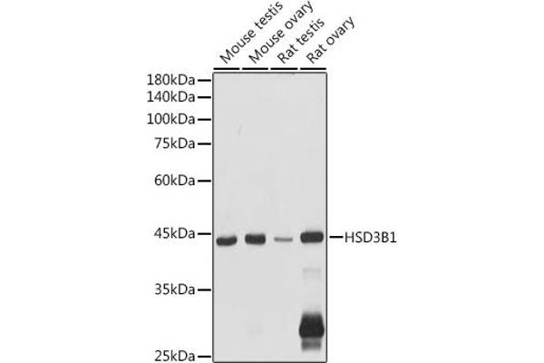 HSD3B1 antibody  (AA 1-290)