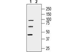 Western blot analysis of human U-87 MG glioblastoma cell line lysate: - 1. (nectin-3 antibody  (Extracellular, N-Term))