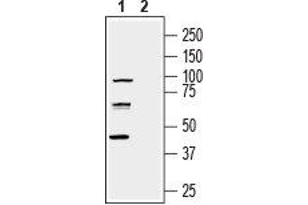 nectin-3 anticorps  (Extracellular, N-Term)