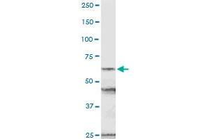 NUP54 MaxPab rabbit polyclonal antibody. (NUP54 antibody  (AA 1-507))