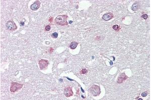 ABIN185737 (5µg/ml) staining of paraffin embedded Human Cortex. (FEZ1 antibody  (Internal Region))