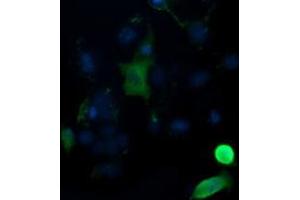 Image no. 5 for anti-Mitogen-Activated Protein Kinase Kinase 1 (MAP2K1) antibody (ABIN1499382) (MEK1 antibody)
