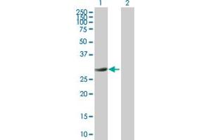 PYCR1 antibody  (AA 1-319)