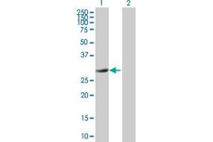 Western Blot analysis of PYCR1 expression in transfected 293T cell line by PYCR1 MaxPab polyclonal antibody.
