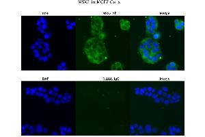 Sample Type : MCF7  Primary Antibody Dilution: 4 ug/ml  Secondary Antibody : Anti-rabbit Alexa 546  Secondary Antibody Dilution: 2 ug/ml  Gene Name : MSX2 (Msx2/Hox8 antibody  (N-Term))