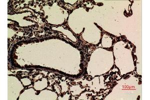 Immunohistochemistry (IHC) analysis of paraffin-embedded Rat Lung, antibody was diluted at 1:100. (JAM2 antibody  (Internal Region))