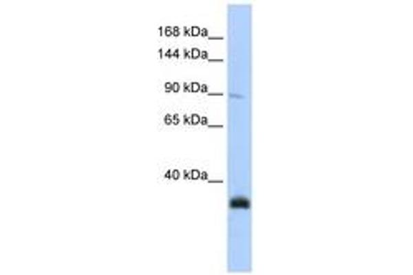 MORC3 antibody  (AA 180-229)