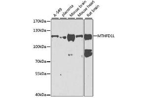 Western blot analysis of extracts of various cell lines, using MTHFD1L antibody. (MTHFD1L antibody  (AA 759-978))