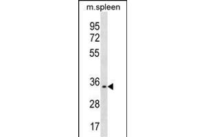 TREML1 Antibody (C-term) (ABIN1536858 and ABIN2850140) western blot analysis in mouse spleen tissue lysates (35 μg/lane). (TREML1 antibody  (C-Term))