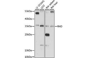 Western blot analysis of extracts of various cell lines, using RHD antibody (ABIN7269958) at 1:1000 dilution. (RHD antibody  (AA 150-250))