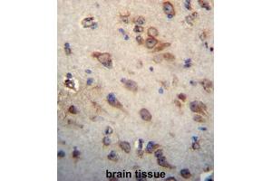 CKAP4 Antibody (C-term) immunohistochemistry analysis in formalin fixed and paraffin embedded human brain tissue followed by peroxidase conjugation of the secondary antibody and DAB staining. (CKAP4 antibody  (C-Term))