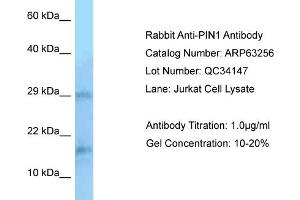 Western Blotting (WB) image for anti-Peptidylprolyl Cis/trans Isomerase, NIMA-Interacting 1 (PIN1) (N-Term) antibody (ABIN2789425) (PIN1 antibody  (N-Term))
