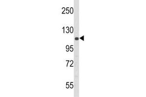 Western blot analysis of PERK antibody and 293 lysate (PERK antibody  (AA 148-175))