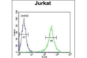 GNE Antibody (C-term) (ABIN651511 and ABIN2840271) flow cytometric analysis of Jurkat cells (right histogram) compared to a negative control cell (left histogram). (GNE antibody  (C-Term))