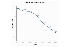 Antigen: 0. (CYP3A4 antibody)