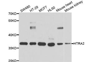 Western blot analysis of extracts of various cell lines, using HTRA2 antibody (ABIN5973384) at 1/1000 dilution. (HTRA2 antibody)
