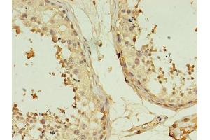 Immunohistochemistry of paraffin-embedded human testis tissue using ABIN7173059 at dilution of 1:100 (TMEM141 antibody  (AA 1-108))