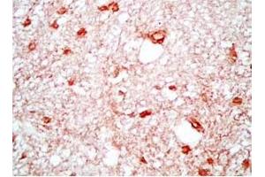 Rat brain tissue was stained by Rabbit Anti-Neuropeptide S, Prepro (23-67)  (Mouse) Antibody (NPS antibody  (Preproprotein))