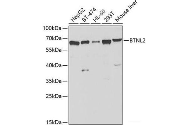 BTNL2 antibody