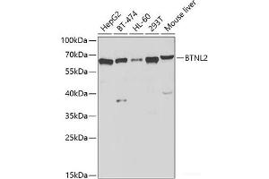 Western blot analysis of extracts of various cell lines using BTNL2 Polyclonal Antibody at dilution of 1:1000. (BTNL2 antibody)