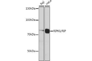 Western blot analysis of extracts of various cell lines, using RIPK1/RIP antibody (ABIN7269886) at 1:1000 dilution.