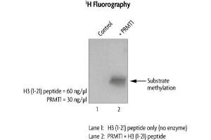 PRMT1 activity assay. (PRMT1 Protein (DYKDDDDK Tag))