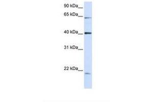 C19orf46 Antikörper  (AA 38-87)