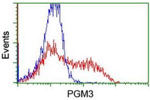 HEK293T cells transfected with either RC201522 overexpress plasmid (Red) or empty vector control plasmid (Blue) were immunostained by anti-PGM3 antibody (ABIN2455864), and then analyzed by flow cytometry. (Phosphoglucomutase 3 antibody)