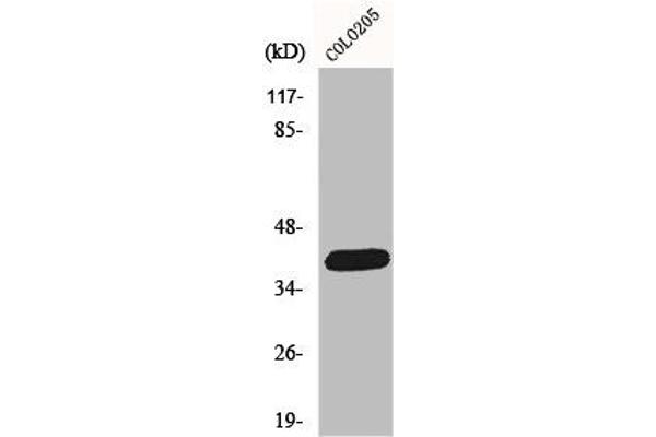 ORCTL-2/SLC22A18 Antikörper  (C-Term)