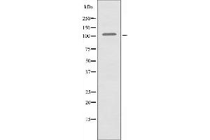Western blot analysis of extracts from K562 cells using Collagen VI α2 antibody. (COL6A2 antibody  (Internal Region))