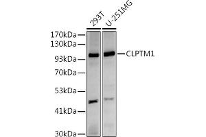 Western blot analysis of extracts of various cell lines, using (ABIN7266413) at 1:500 dilution. (CLPTM1 antibody)
