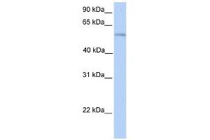 PLD3 antibody used at 1 ug/ml to detect target protein. (PLD3 antibody  (N-Term))