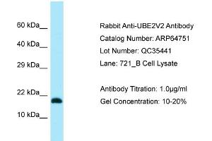 Western Blotting (WB) image for anti-Ubiquitin-Conjugating Enzyme E2 Variant 2 (UBE2V2) (N-Term) antibody (ABIN2789950) (UBE2V2 antibody  (N-Term))