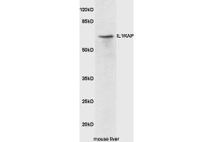 Mouse liver lysates probed with Rabbit Anti-IL1RAP Polyclonal Antibody, Unconjugated (ABIN2176996) at 1:300 overnight at 4 °C.