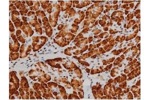 ABIN6267389 at 1/200 staining Human pancreas tissue sections by IHC-P.