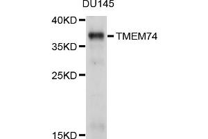 Western blot analysis of extracts of DU145 cells, using TMEM74 antibody (ABIN4905440) at 1:1000 dilution. (TMEM74 antibody)