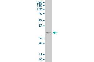 CD160 MaxPab polyclonal antibody. (CD160 antibody  (AA 1-181))
