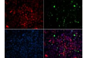 CETN2 antibody  (AA 1-172)