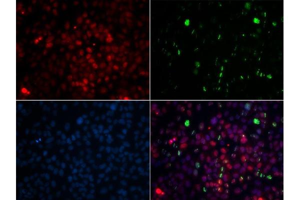 CETN2 antibody  (AA 1-172)