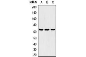 Western blot analysis of TBX18 expression in Jurkat (A), NIH3T3 (B), PC12 (C) whole cell lysates. (T-Box 18 antibody  (Center))