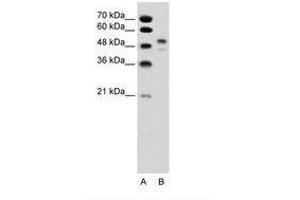 Image no. 1 for anti-POU Class 3 Homeobox 2 (POU3F2) (AA 201-250) antibody (ABIN6736341) (POU3F2 antibody  (AA 201-250))
