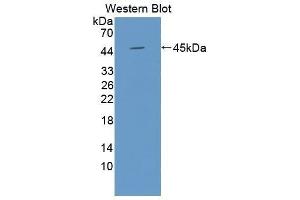 Western Blotting (WB) image for anti-Actin, gamma 2, Smooth Muscle, Enteric (ACTG2) (AA 3-376) antibody (ABIN1077748) (ACTG2 antibody  (AA 3-376))