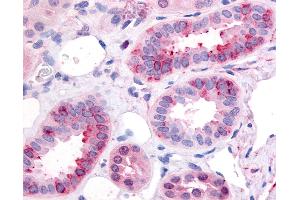 Anti-GPR1 antibody IHC of human kidney. (G Protein-Coupled Receptor 1 antibody  (Cytoplasmic Domain))