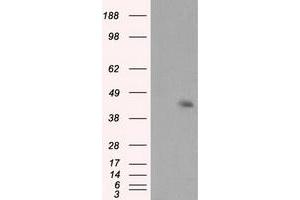 Image no. 3 for anti-Induced Myeloid Leukemia Cell Differentiation Protein Mcl-1 (MCL1) antibody (ABIN1499338) (MCL-1 antibody)