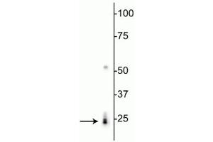 Western blot of rat heart lysate showing specific labeling of the ~24 kDa RBPMS protein. (RBPMS antibody  (N-Term))