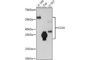 Western blot analysis of extracts of various cell lines, using CD20 Rabbit mAb (ABIN7268472) at 1:1000 dilution. (CD20 antibody)