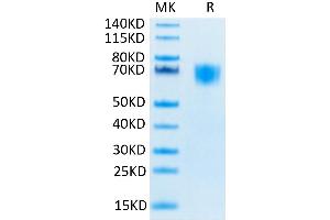Biotinylated Human FGFR3 alpha (IIIc) on Tris-Bis PAGE under reduced conditions.